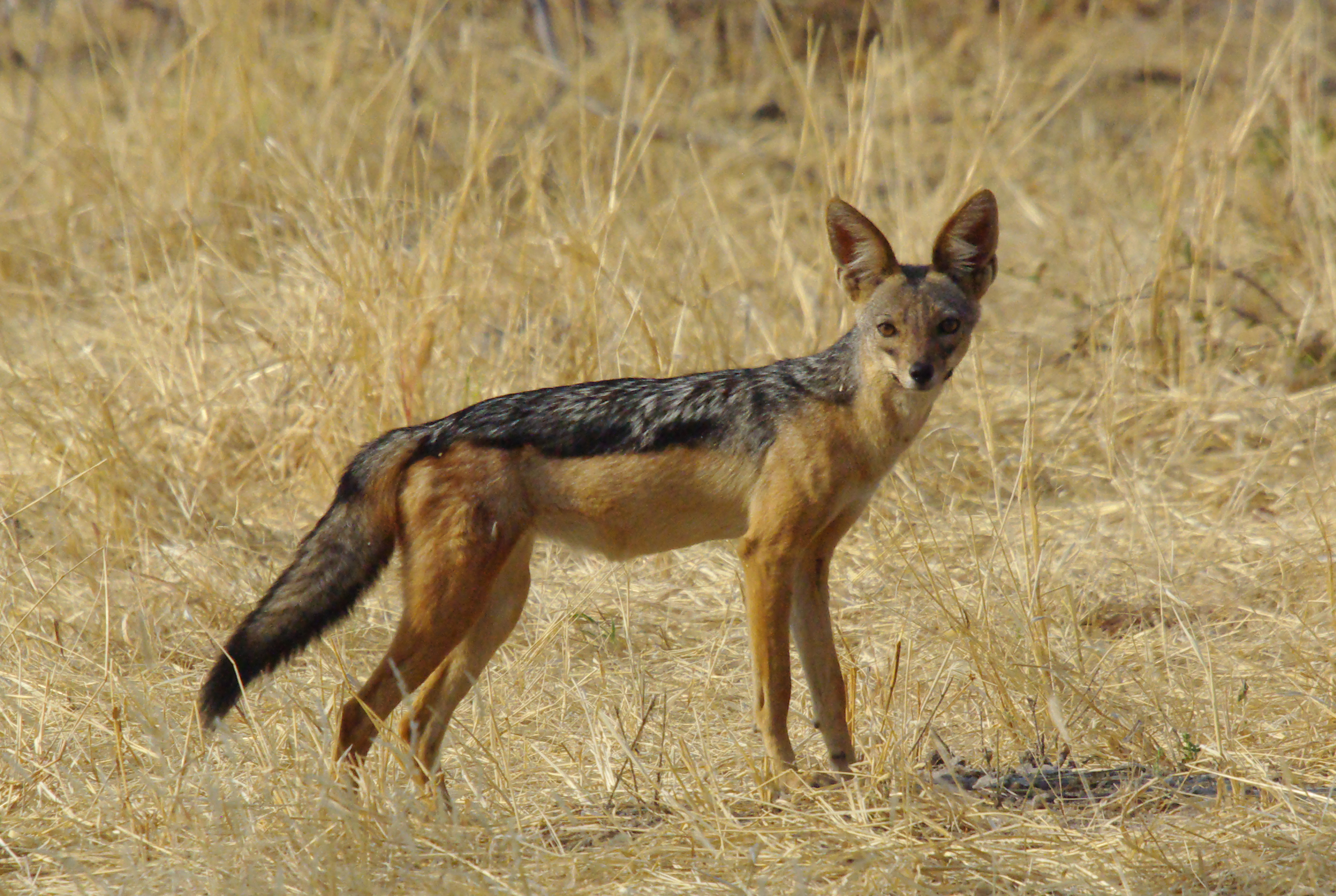 Chacal à chabraque (Black-backed jackal, Canis mesomelas), jeune individu rencontrè dans le Parc National de Ruaha, Tanzanie.